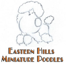 Eastern Hills Miniature Poodles